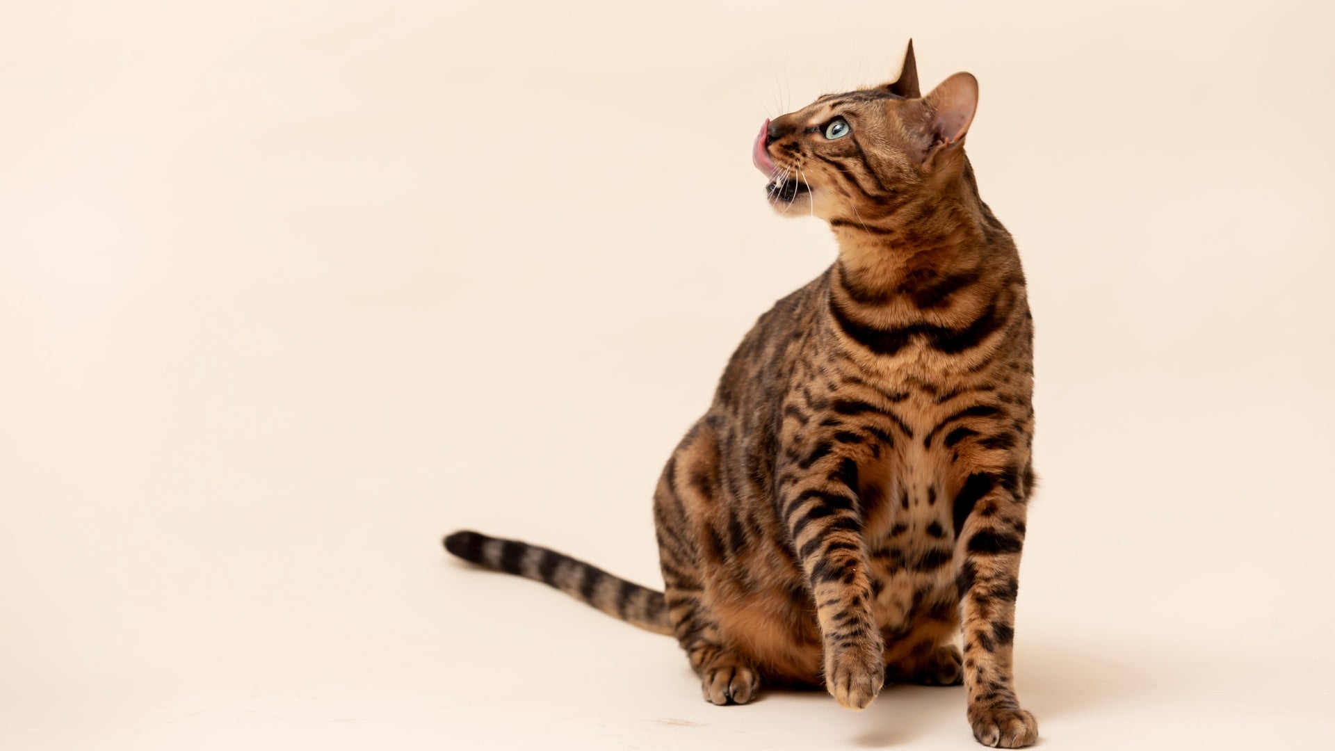 Bengal cats: the ultimate breed profile