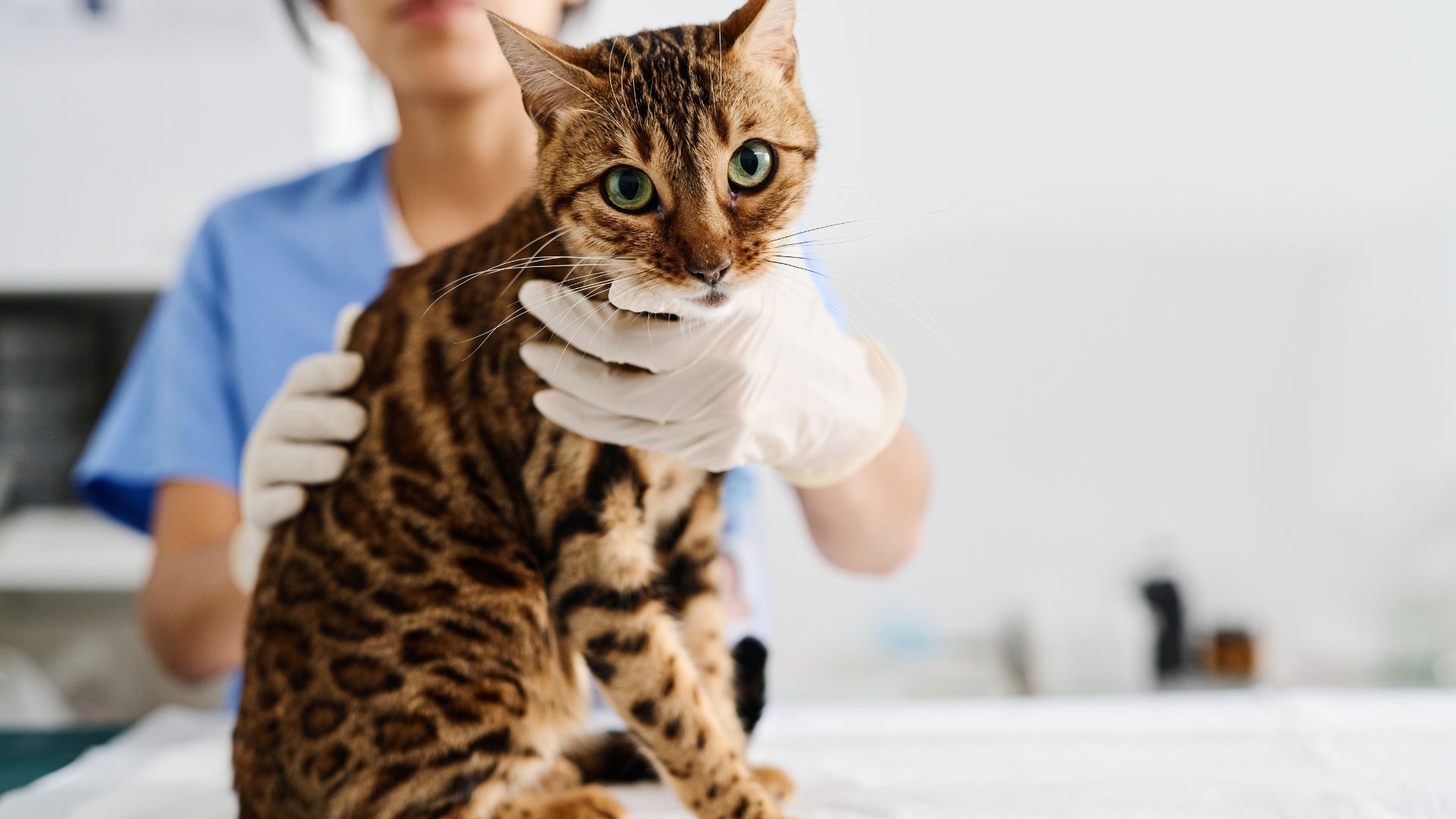 Bengal cats: the ultimate breed profile