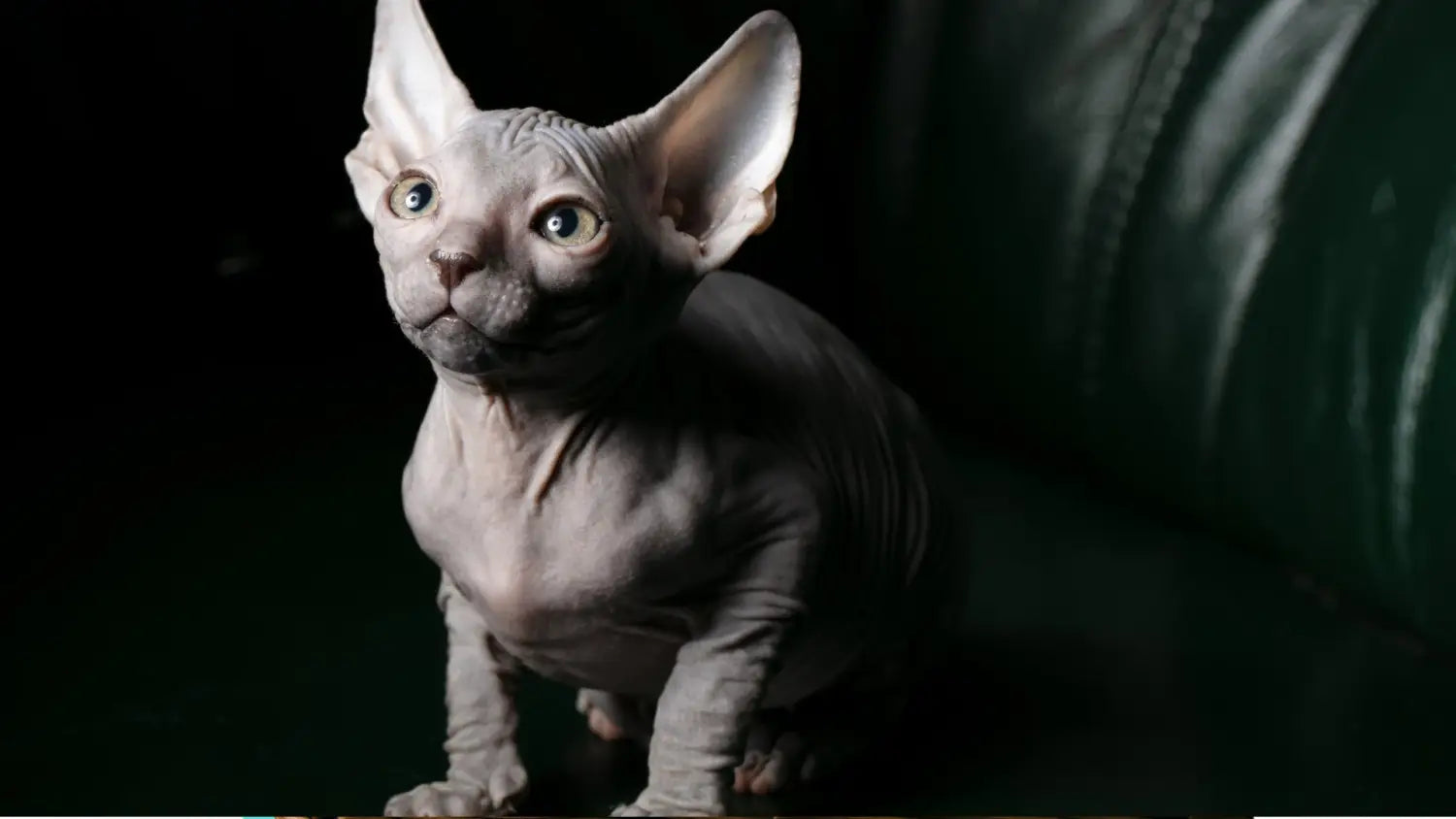 Breeding sphynx cats: considerations and ethics