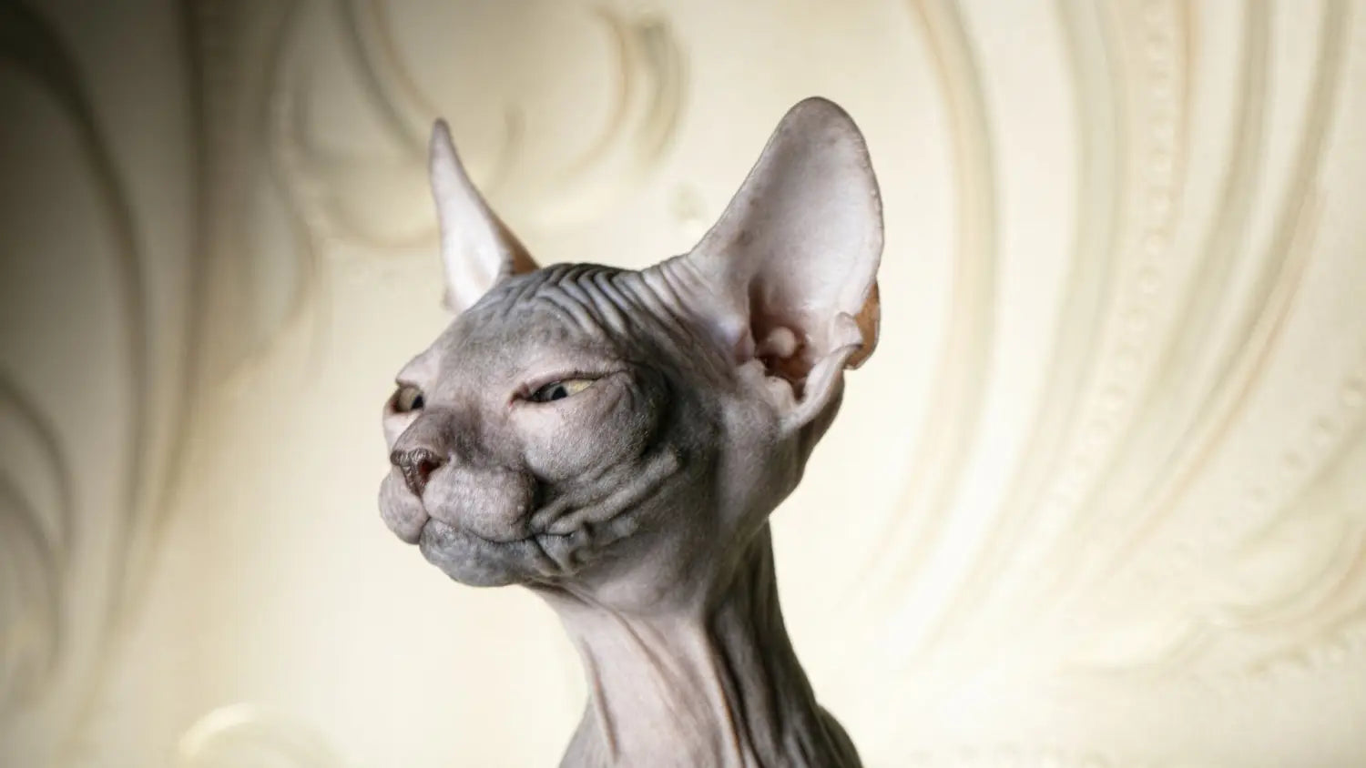 Breeding sphynx cats: considerations and ethics