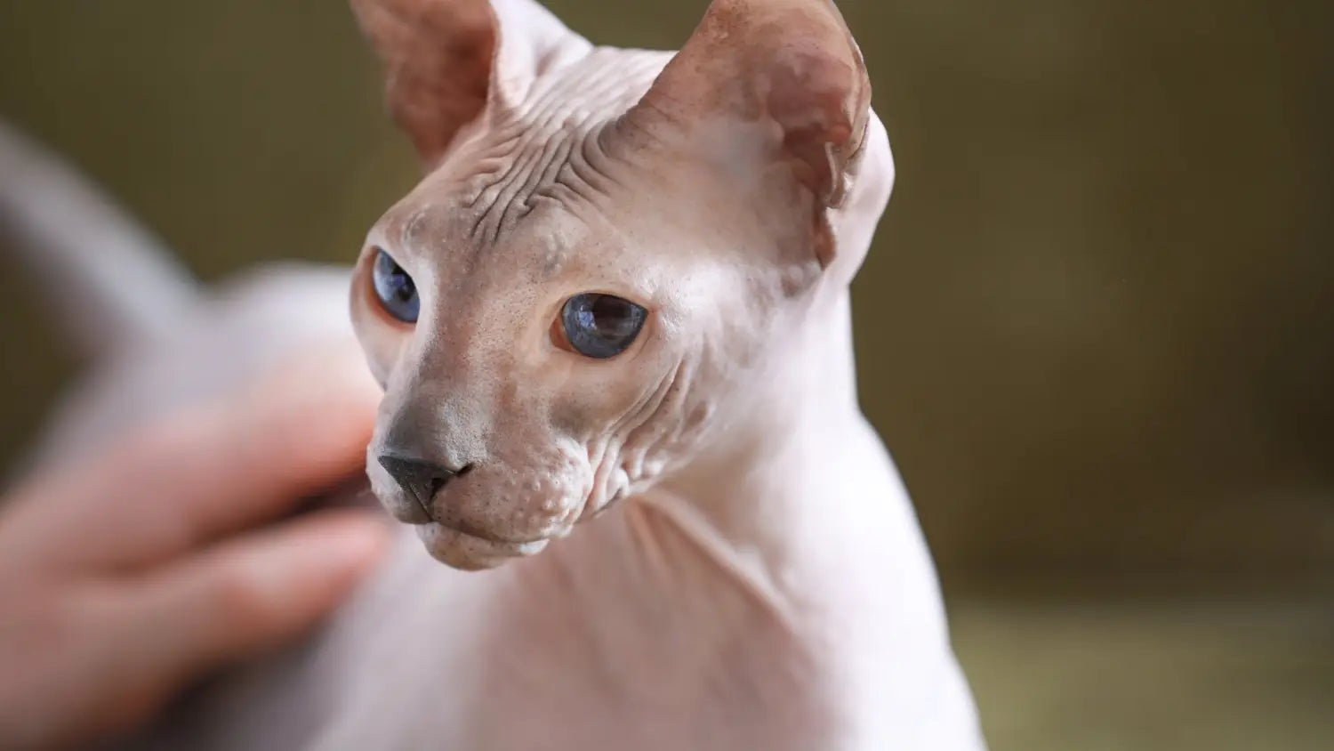 Breeding sphynx cats: considerations and ethics
