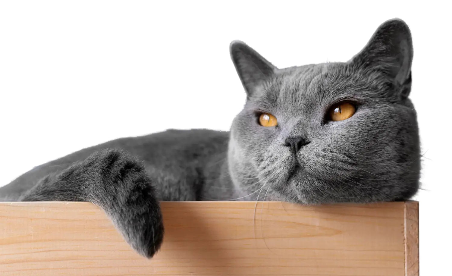 British shorthair cats indoors: how their calm demeanor suits indoor living
