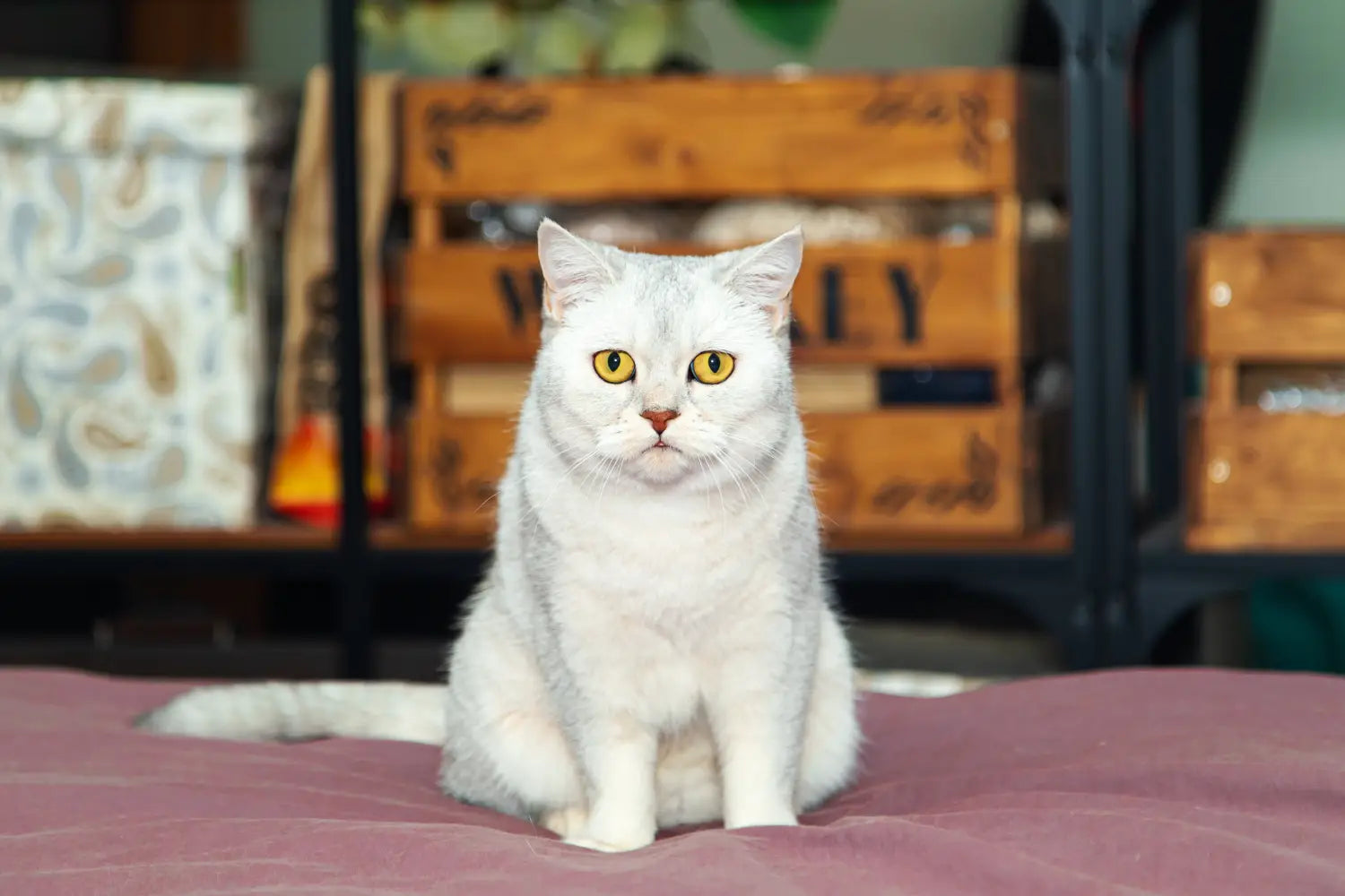 British shorthair cats indoors: how their calm demeanor suits indoor living