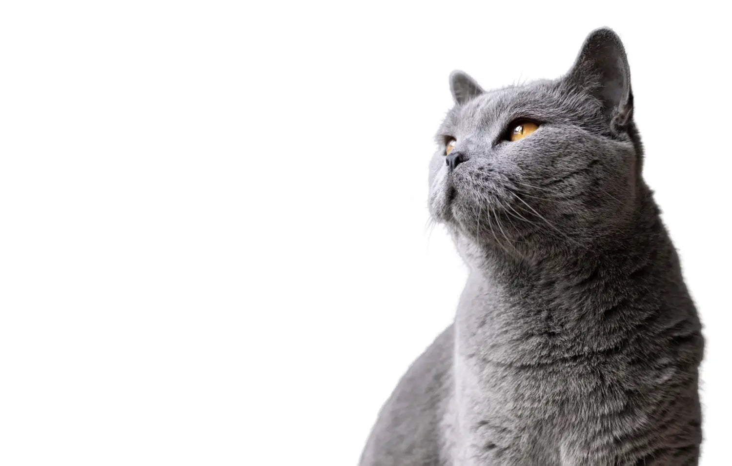 British shorthair cats indoors: how their calm demeanor suits indoor living