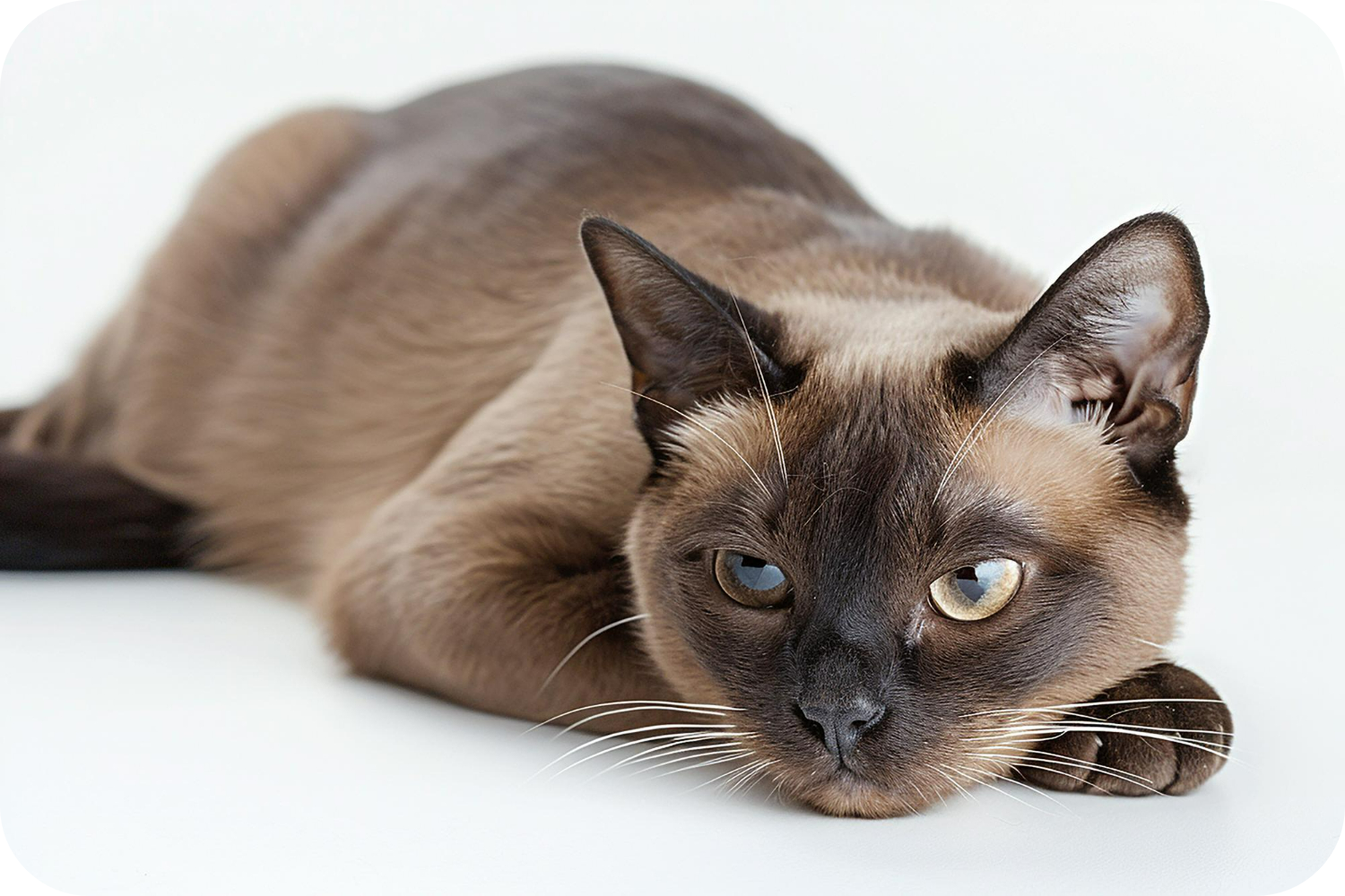 How to Become a Burmese Cat Breeder: Expert Tips for Success
