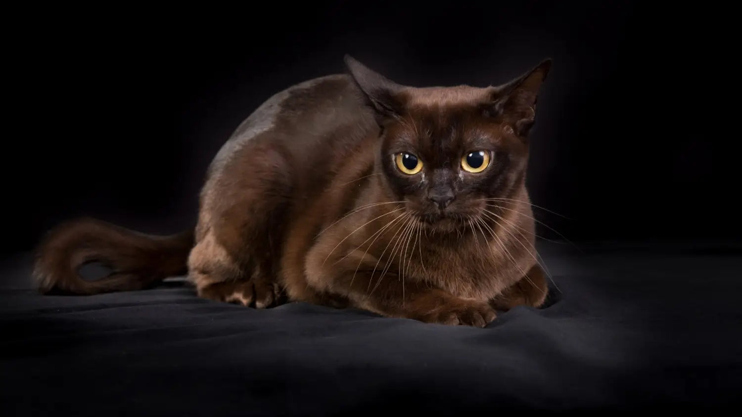 Burmese cat care made simple: diet grooming and exercise essentials