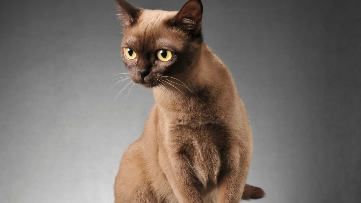 Burmese cat care made simple: diet grooming and exercise essentials