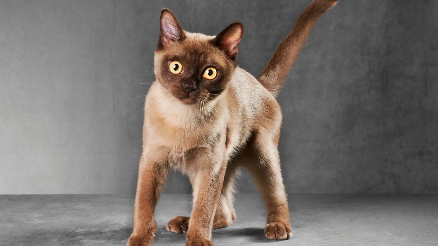 Burmese cat care made simple: diet grooming and exercise essentials