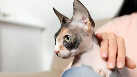 Can sphynx cats really grow hair?: unlocking the mystery
