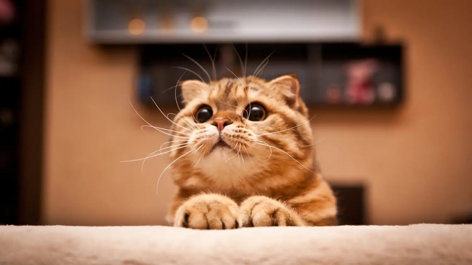 Caring for a scottish cat: diet grooming and health