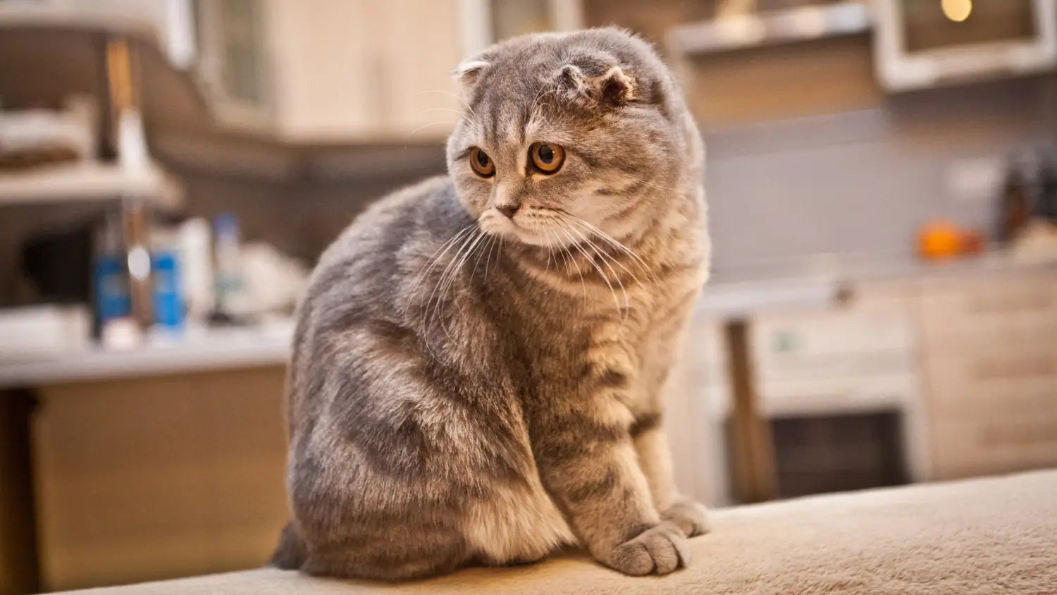 Caring for a scottish cat: diet grooming and health