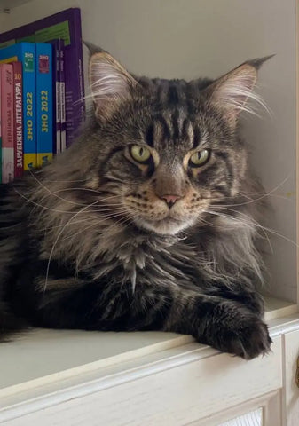 Charli | Maine Coon Kitten