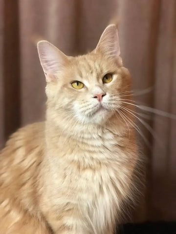 Charli | Maine Coon Kitten
