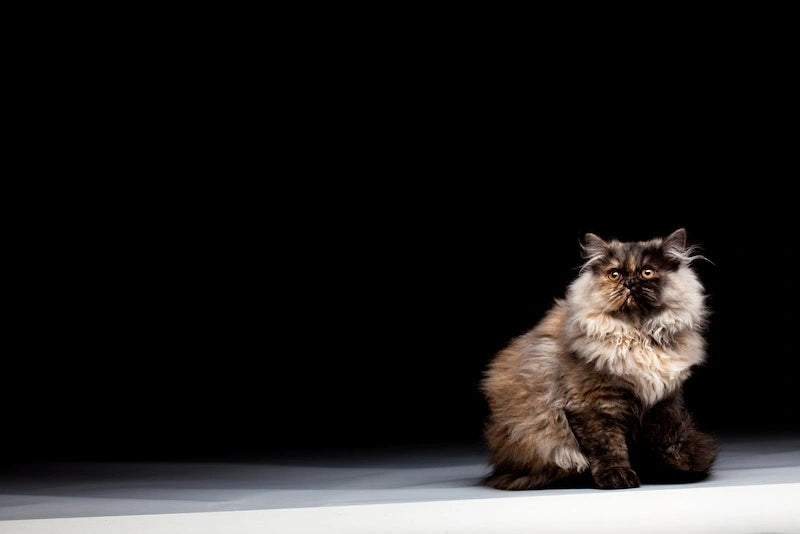 Chinchilla Persian Cat Sitting Alone