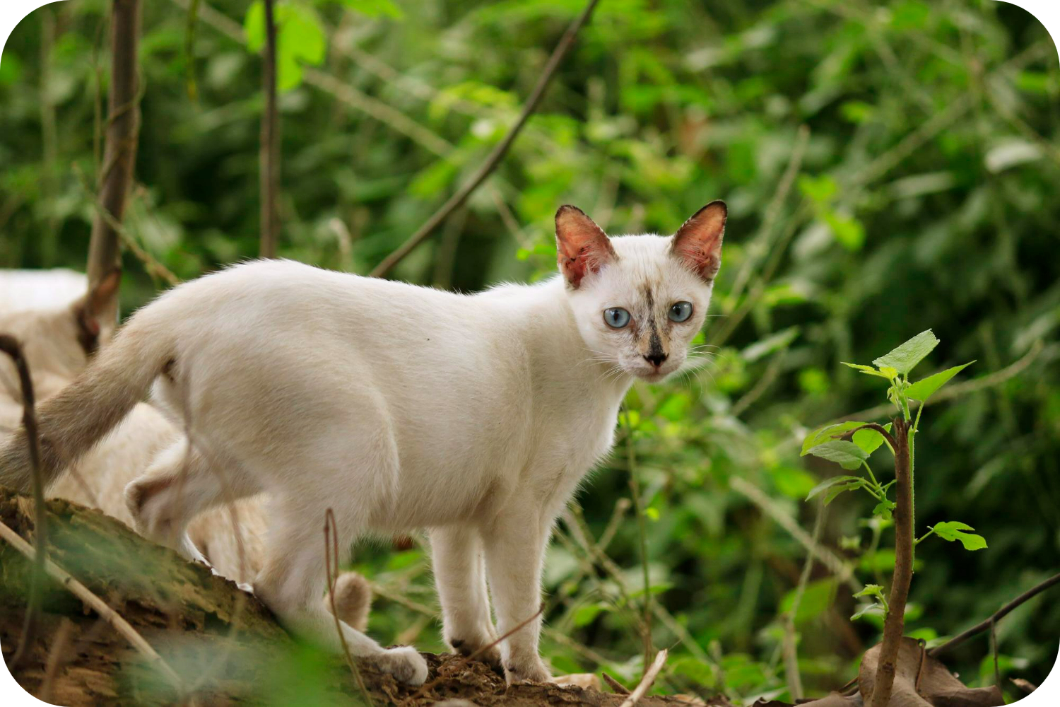 Gold Colorpoint Cat Mastering Colorpoint Shorthair Cat Care: A Complete Guide
