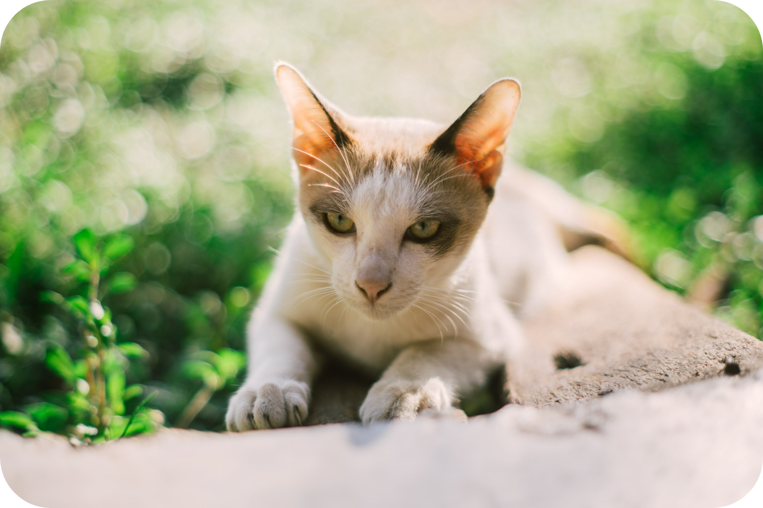 Colorpoint Color Variations Mastering Colorpoint Shorthair Cat Care: A Complete Guide