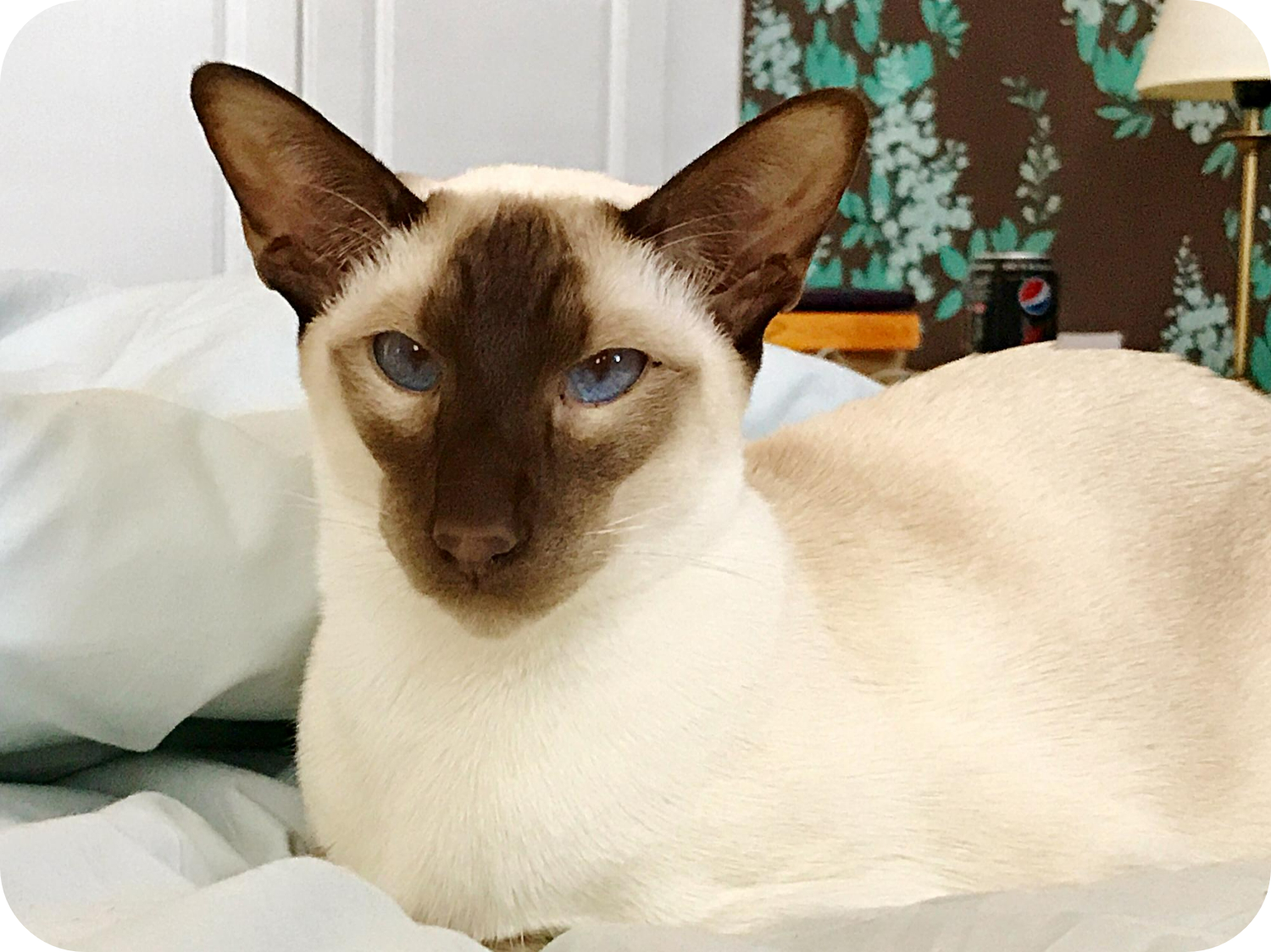 Mastering Colorpoint Shorthair Cat Care: A Complete Guide