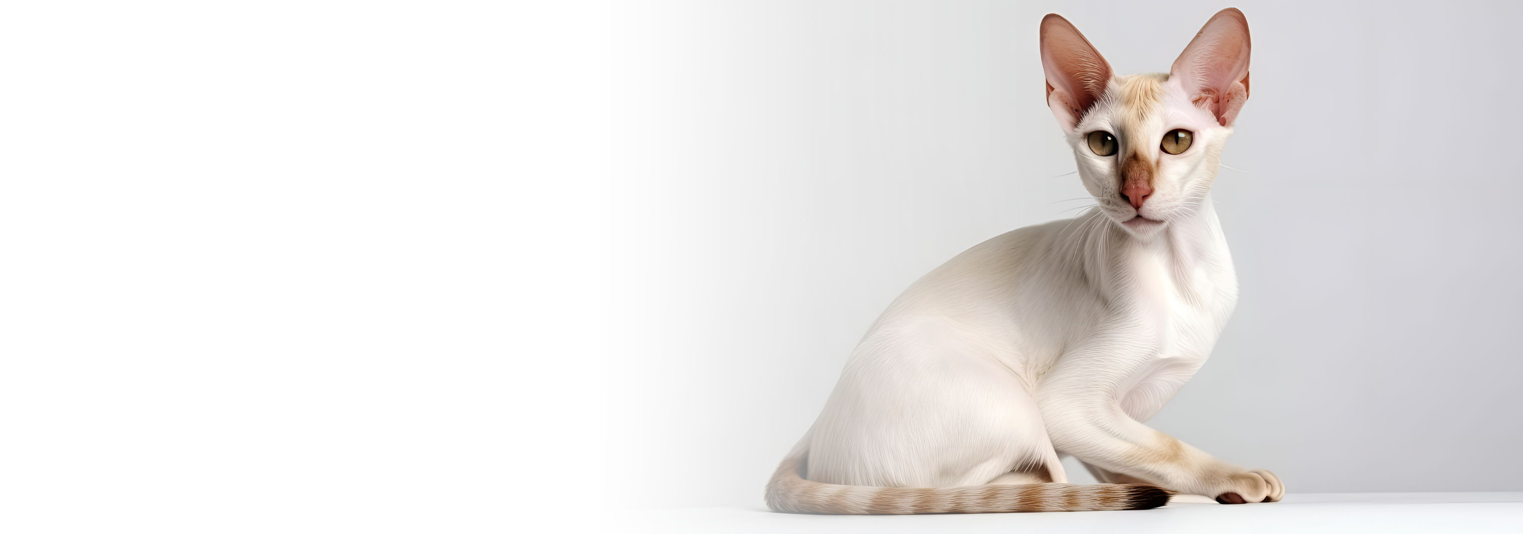 Colorpoint Shorthair Kittens For Sale Colorpoint Shorthair kitten