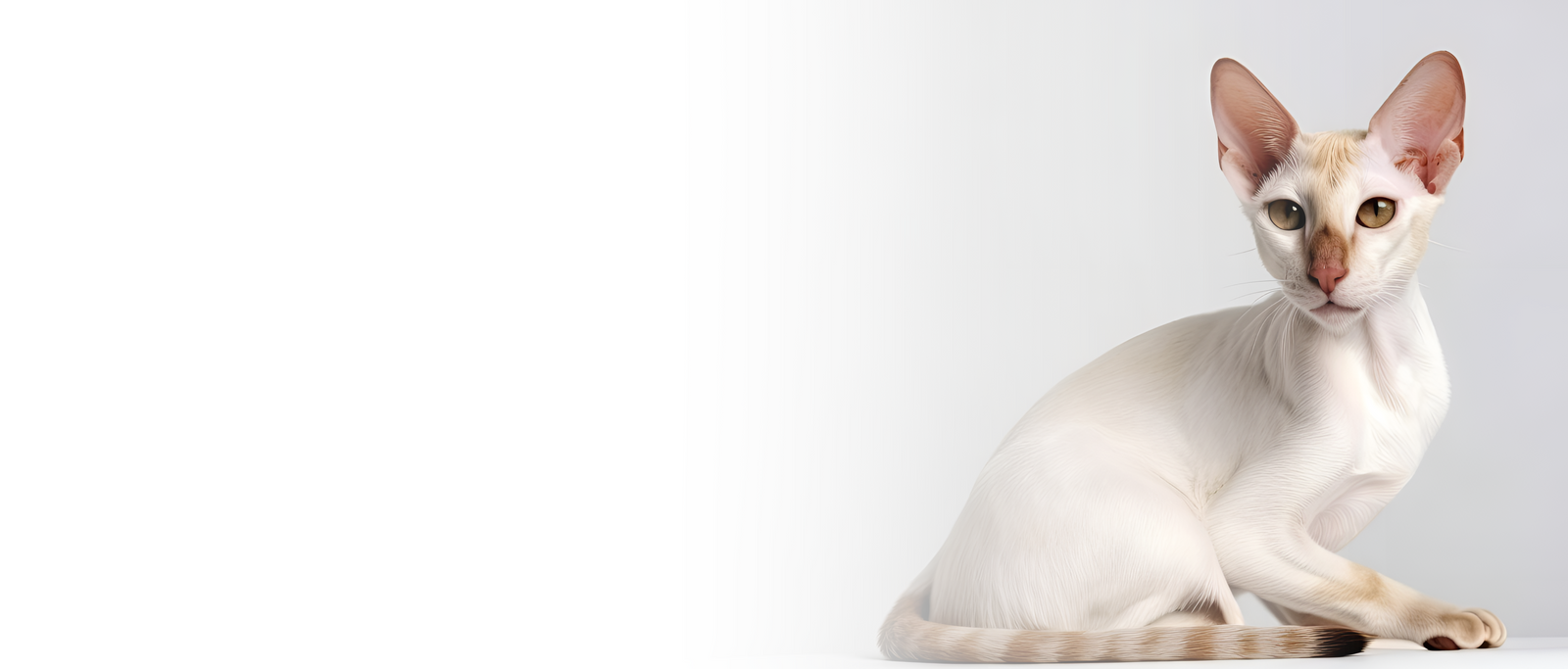 Mastering Colorpoint Shorthair Cat Care: A Complete Guide