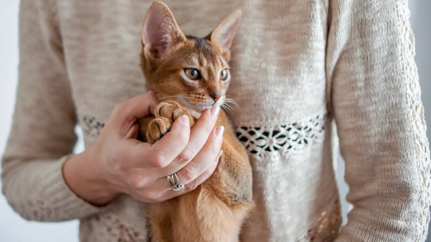 Common health issues that affect abyssinian cats and how to prevent/treat