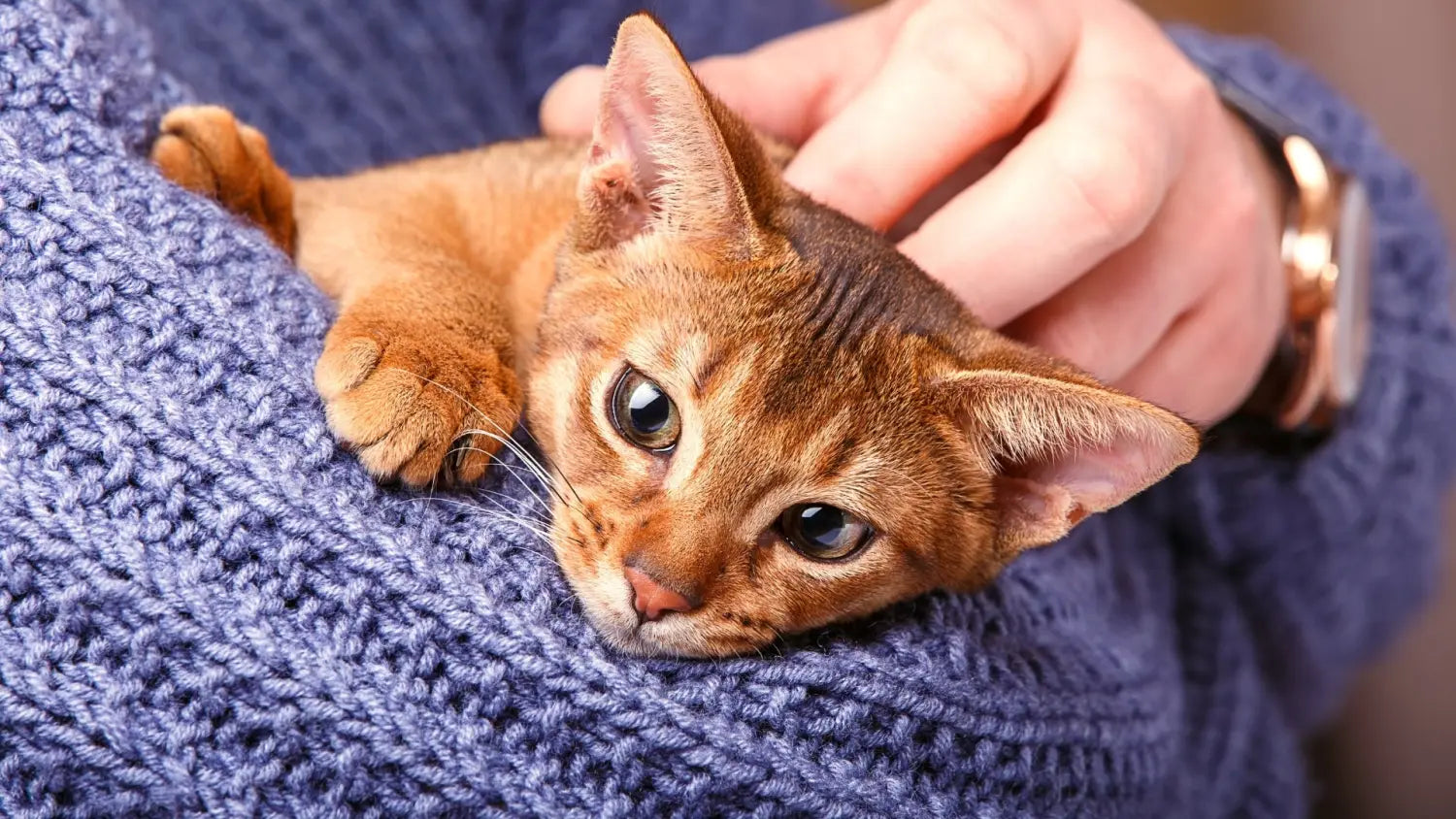 Common health issues that affect abyssinian cats and how to prevent/treat