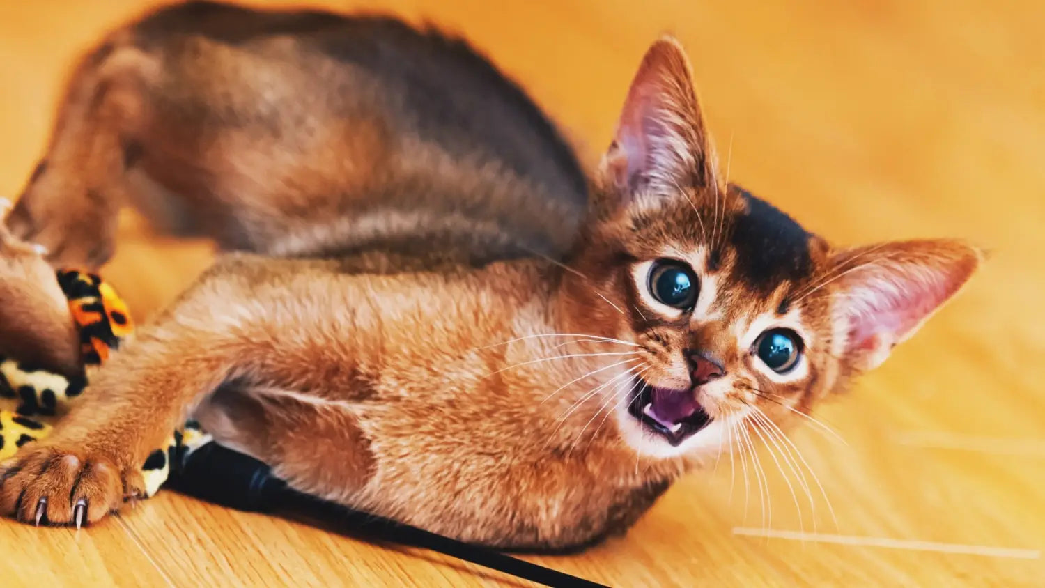 Common health issues that affect abyssinian cats and how to prevent/treat