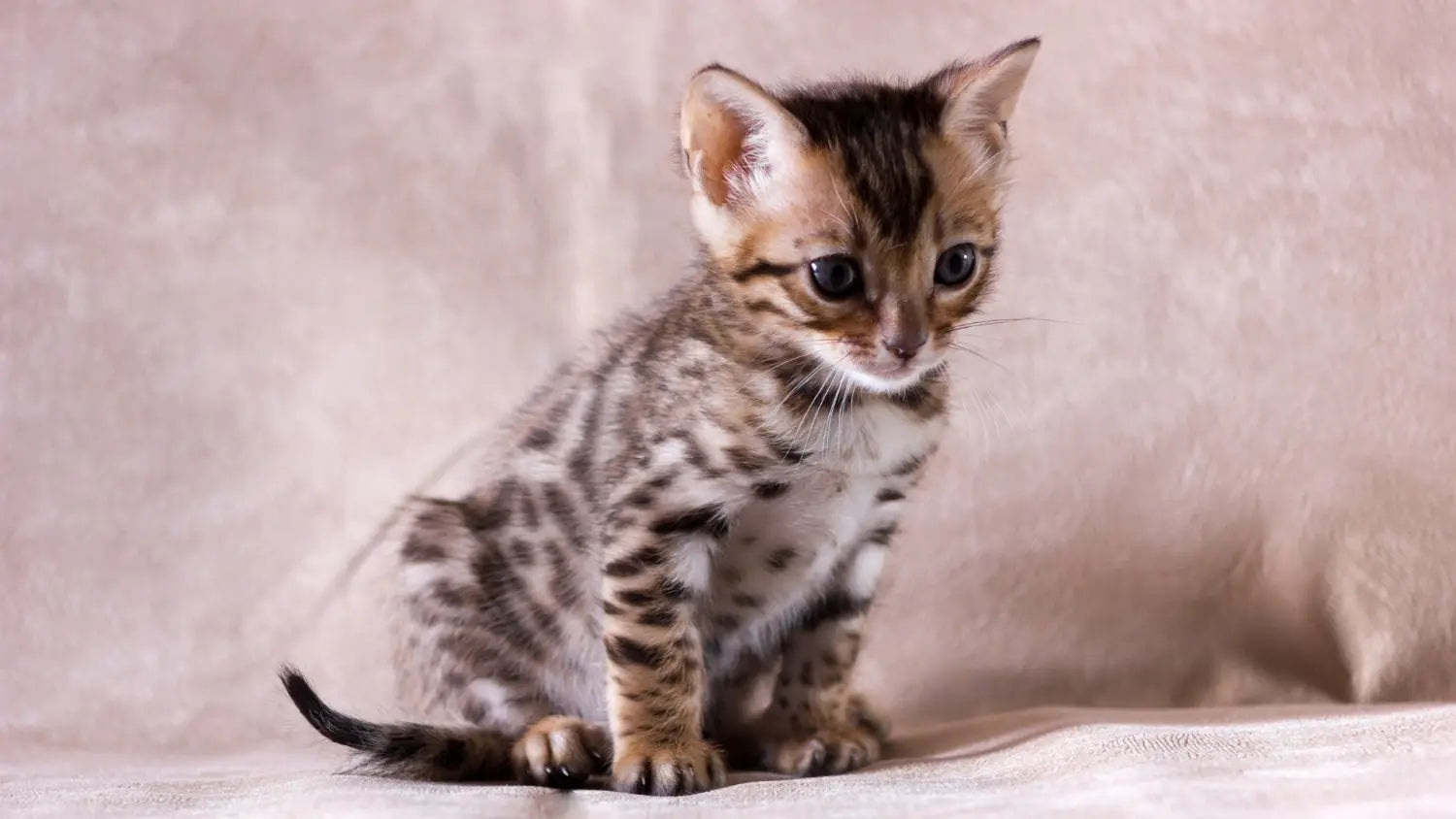 Common health issues that affect bengal cats and how to prevent/treat