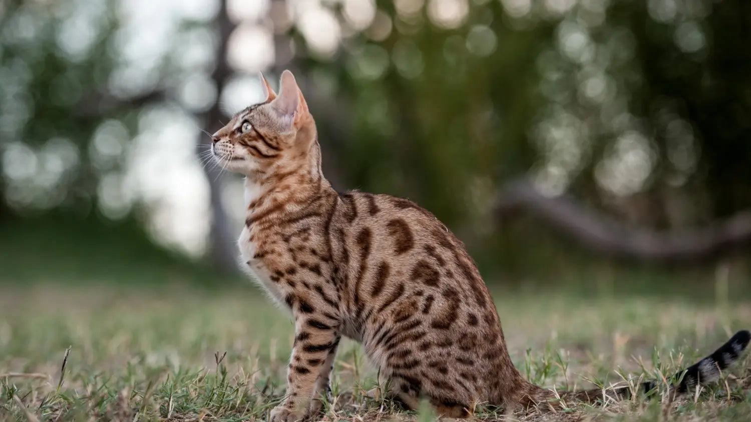 Common health issues that affect bengal cats and how to prevent/treat