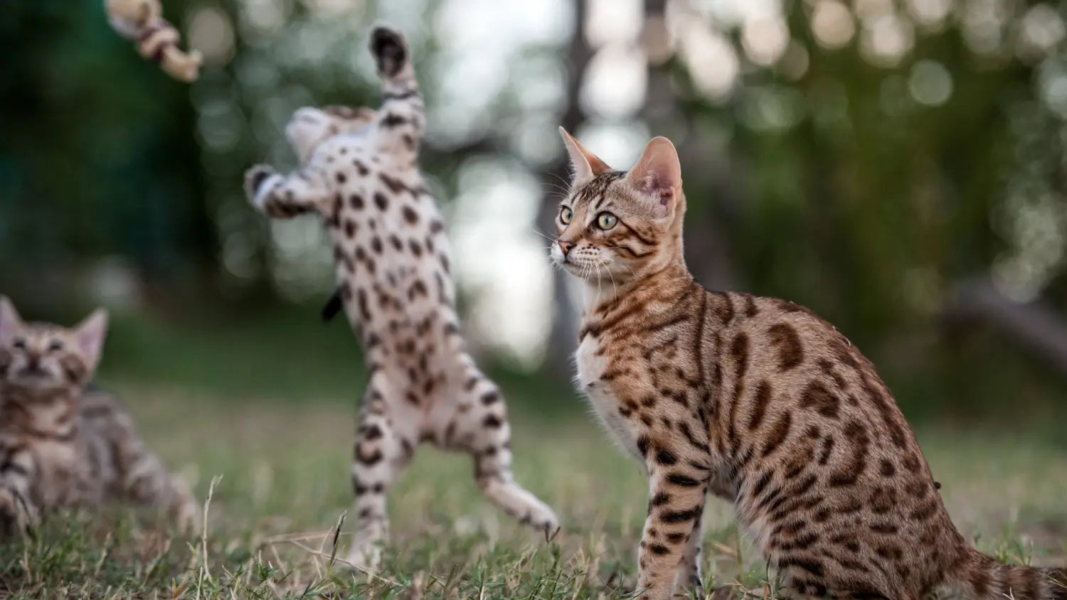 Common health issues that affect bengal cats and how to prevent/treat