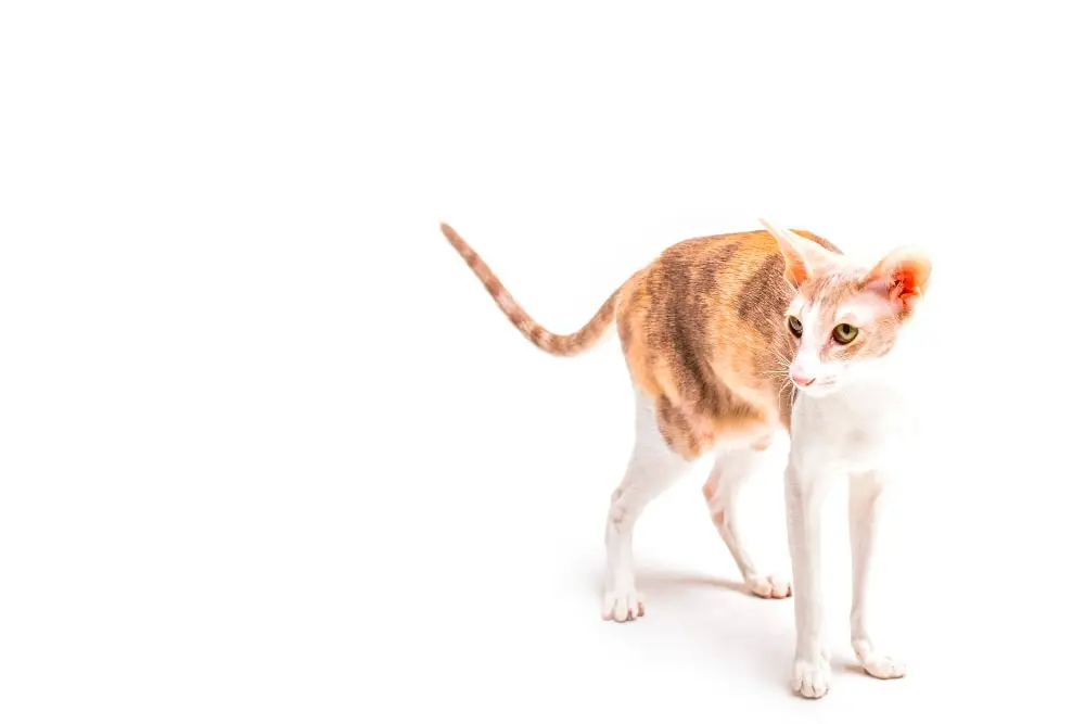 Ultimate Guide to Hypoallergenic Cats: Top 10