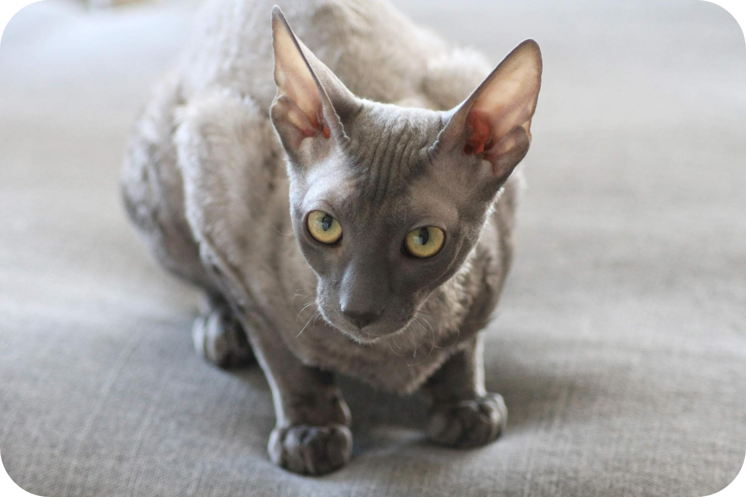 Cornish Rex Rabbit Embrace the Unique World of Cornish Rex Cats - Complete Care Guide