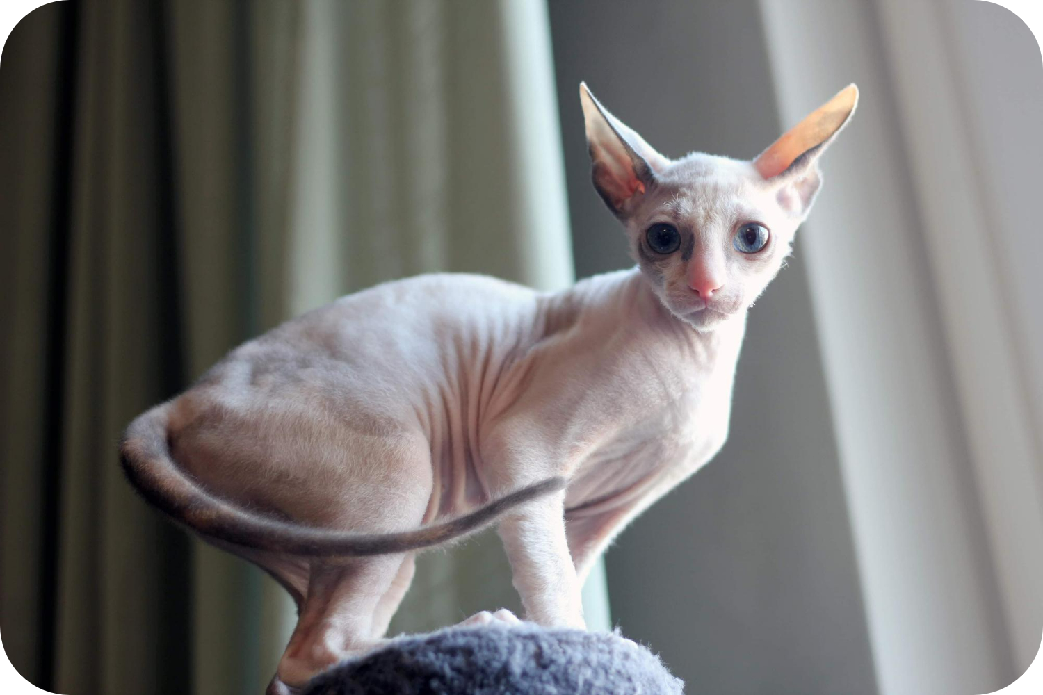 Embrace the Unique World of Cornish Rex Cats - Complete Care Guide