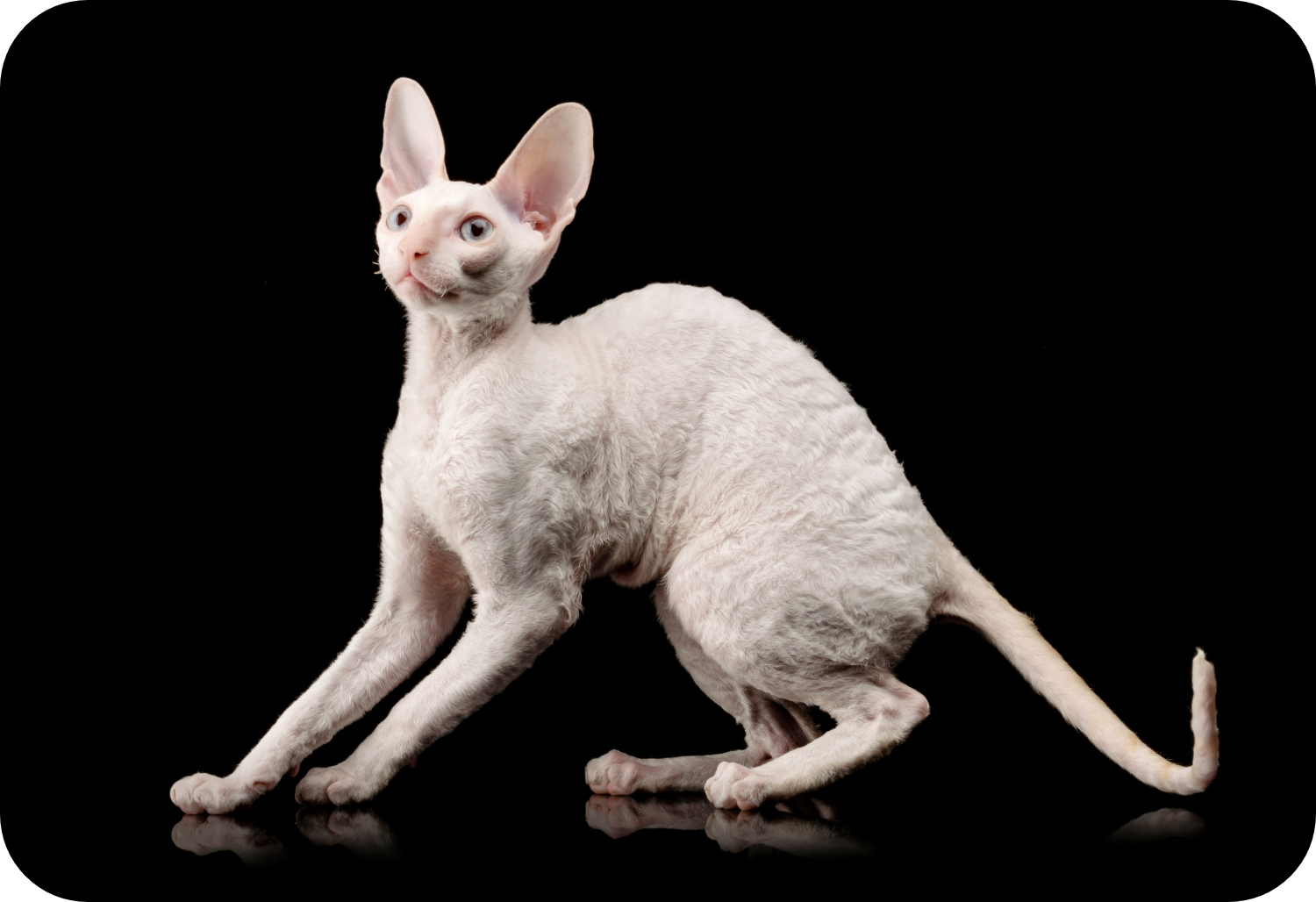 Cornish Rabbit Embrace the Unique World of Cornish Rex Cats - Complete Care Guide