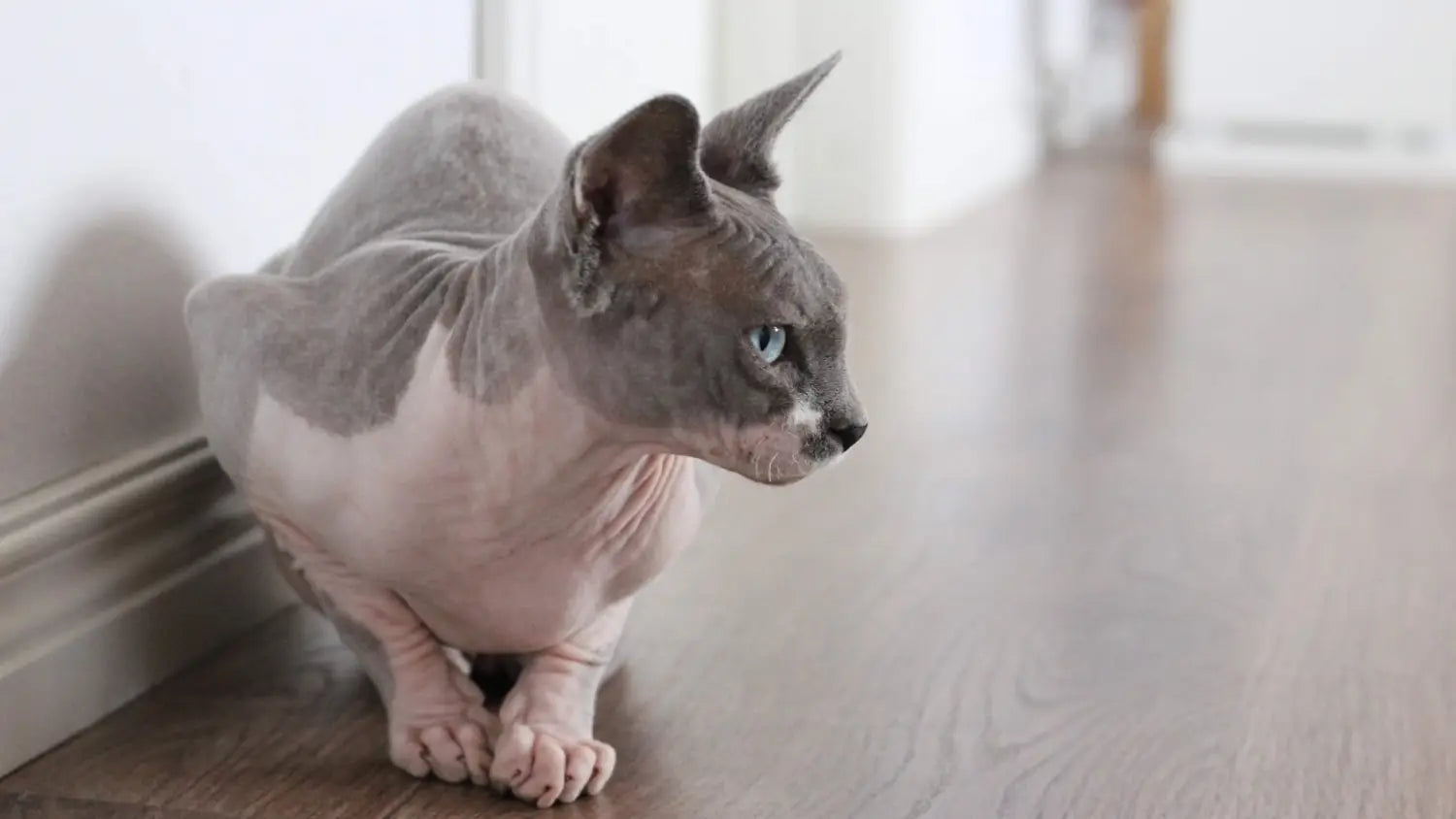 Creating a comfortable home for your sphynx cat