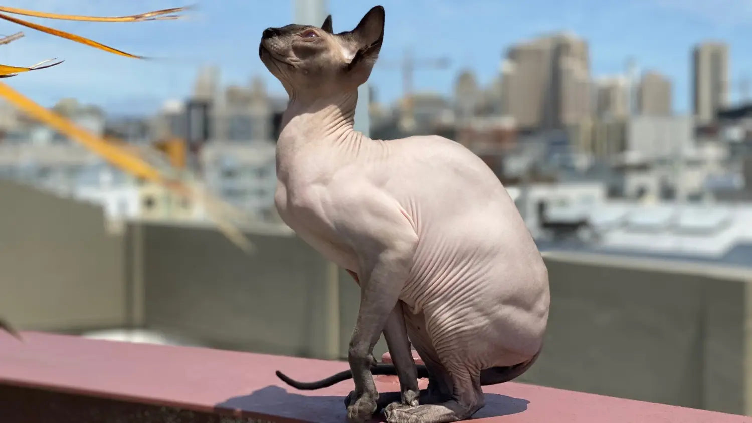 Creating a comfortable home for your sphynx cat