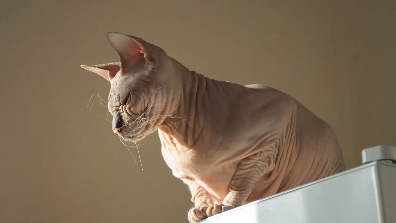 Creating a comfortable home for your sphynx cat