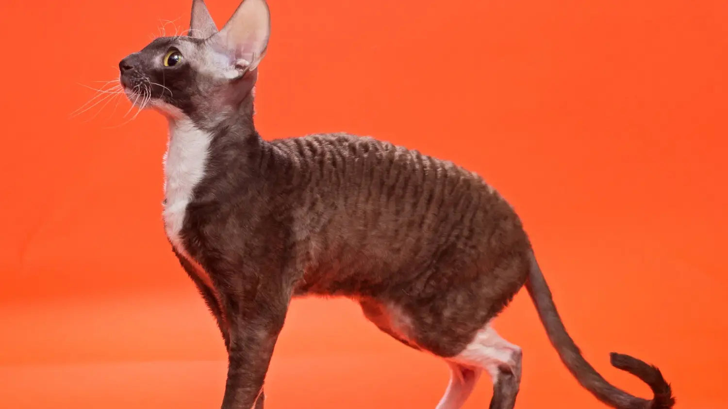 Curly coats and big personalities: all about cornish rex cats