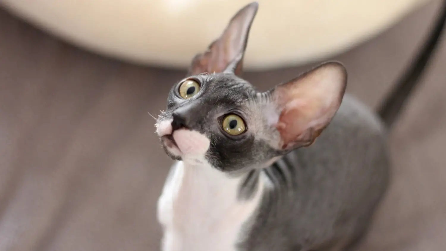Curly coats and big personalities: all about cornish rex cats