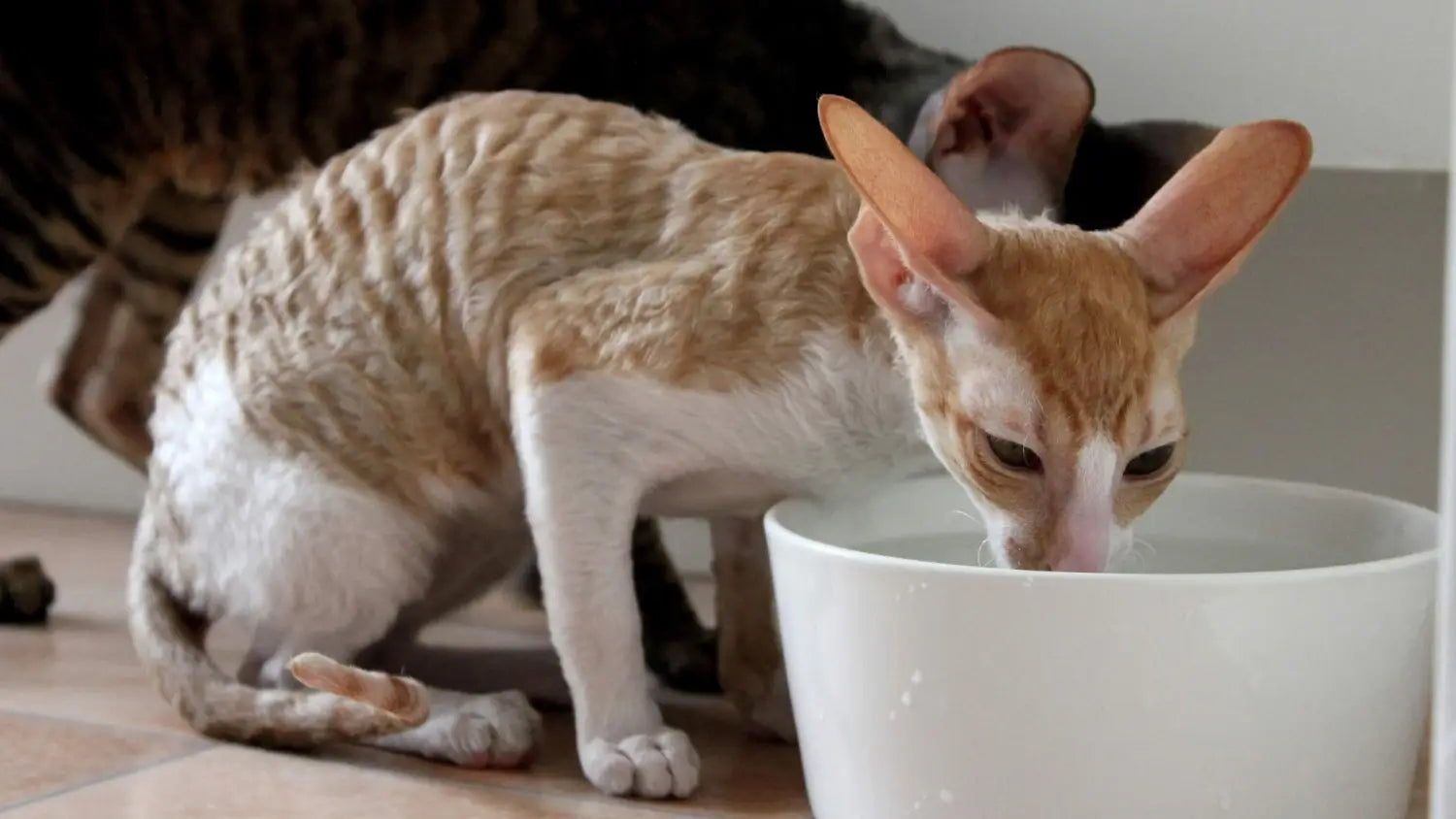 Curly coats and big personalities: all about cornish rex cats
