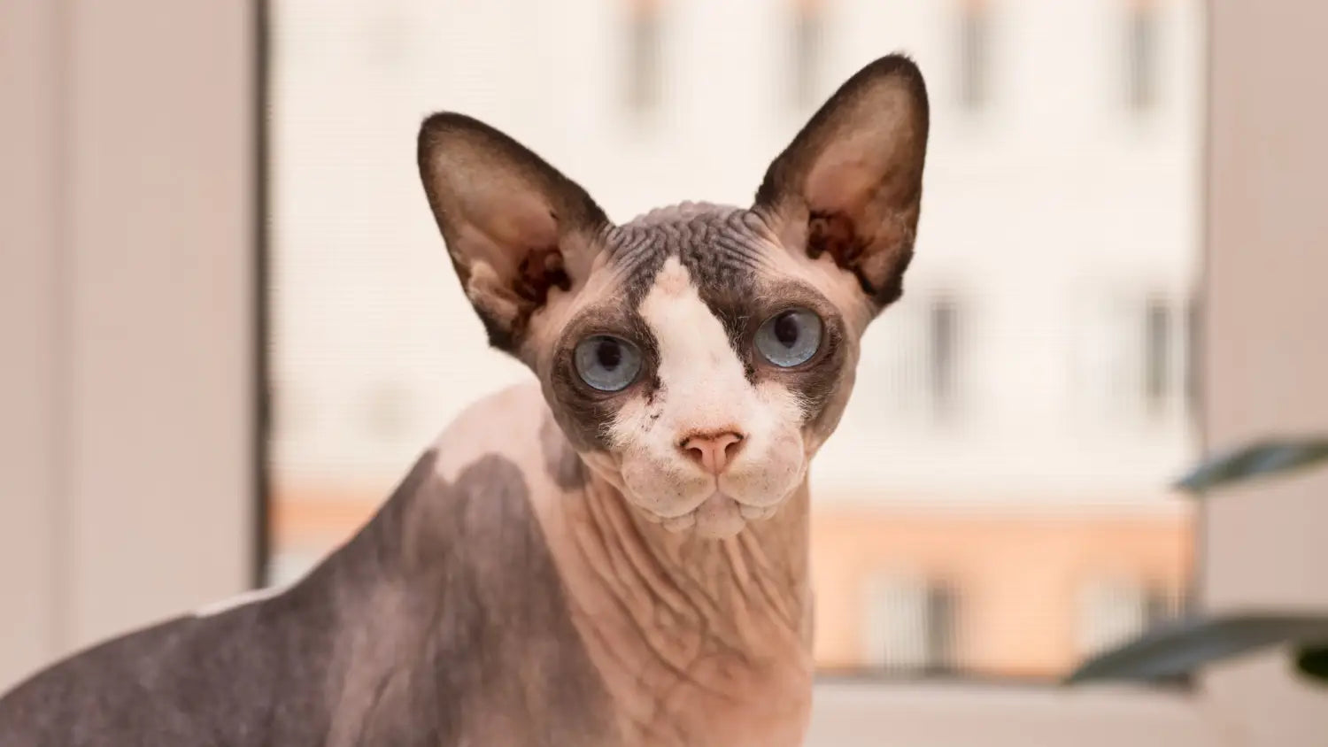 Cute sphynx cats: the charming pets you’ll adore