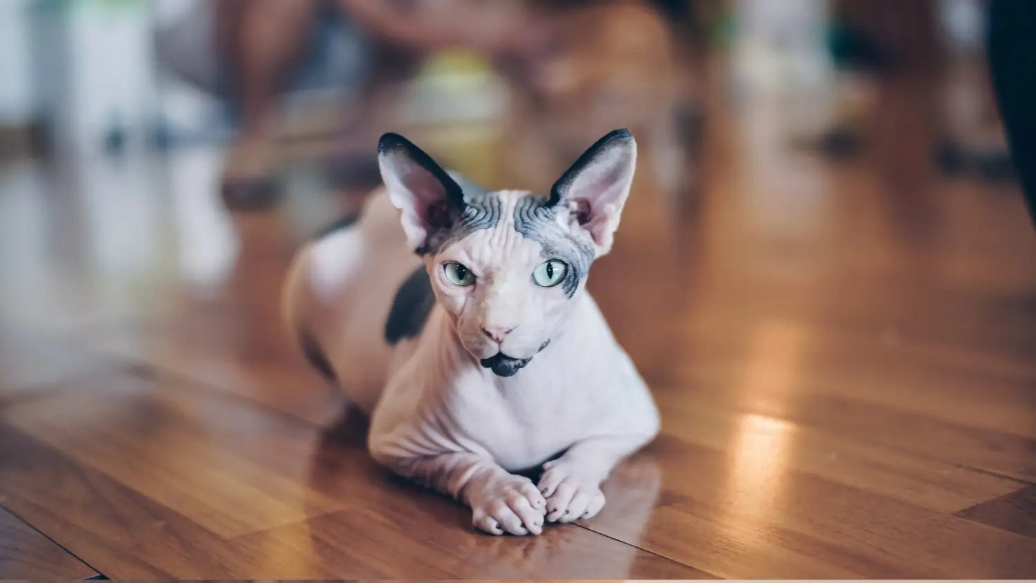 Cute sphynx cats: the charming pets you’ll adore