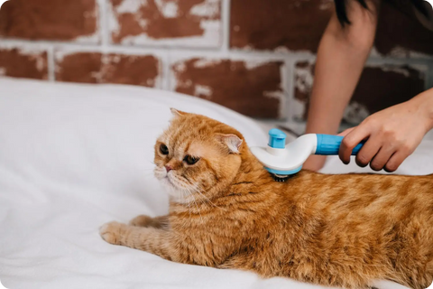 DIY Grooming Hacks for Busy Purebred Cat Owners: Keeping