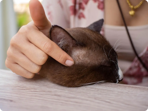 DIY Grooming Hacks for Busy Purebred Cat Owners: Keeping