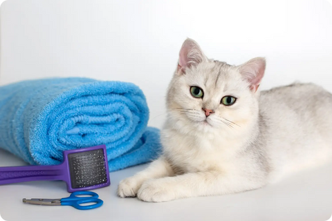 DIY Grooming Hacks for Busy Purebred Cat Owners: Keeping