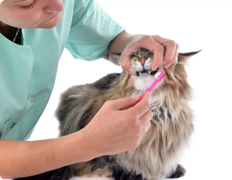 DIY Grooming Hacks for Busy Purebred Cat Owners: Keeping