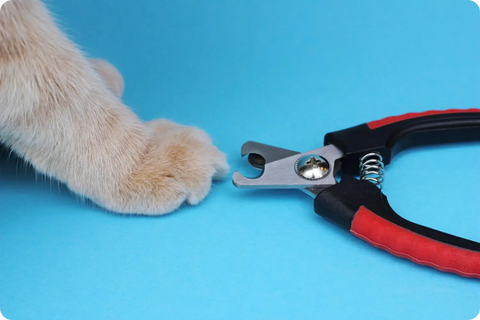 DIY Grooming Hacks for Busy Purebred Cat Owners: Keeping