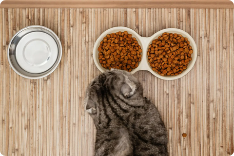 DIY Grooming Hacks for Busy Purebred Cat Owners: Keeping