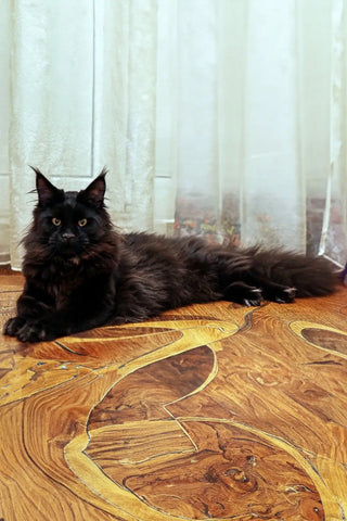 Nemo | Maine Coon Kitten