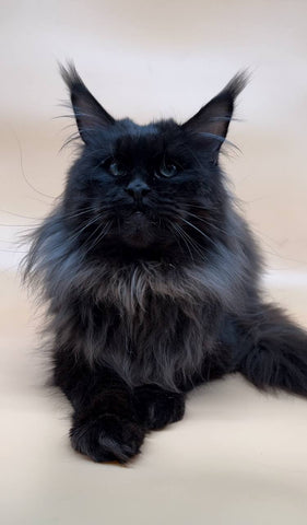 Shamil | Maine Coon Kitten