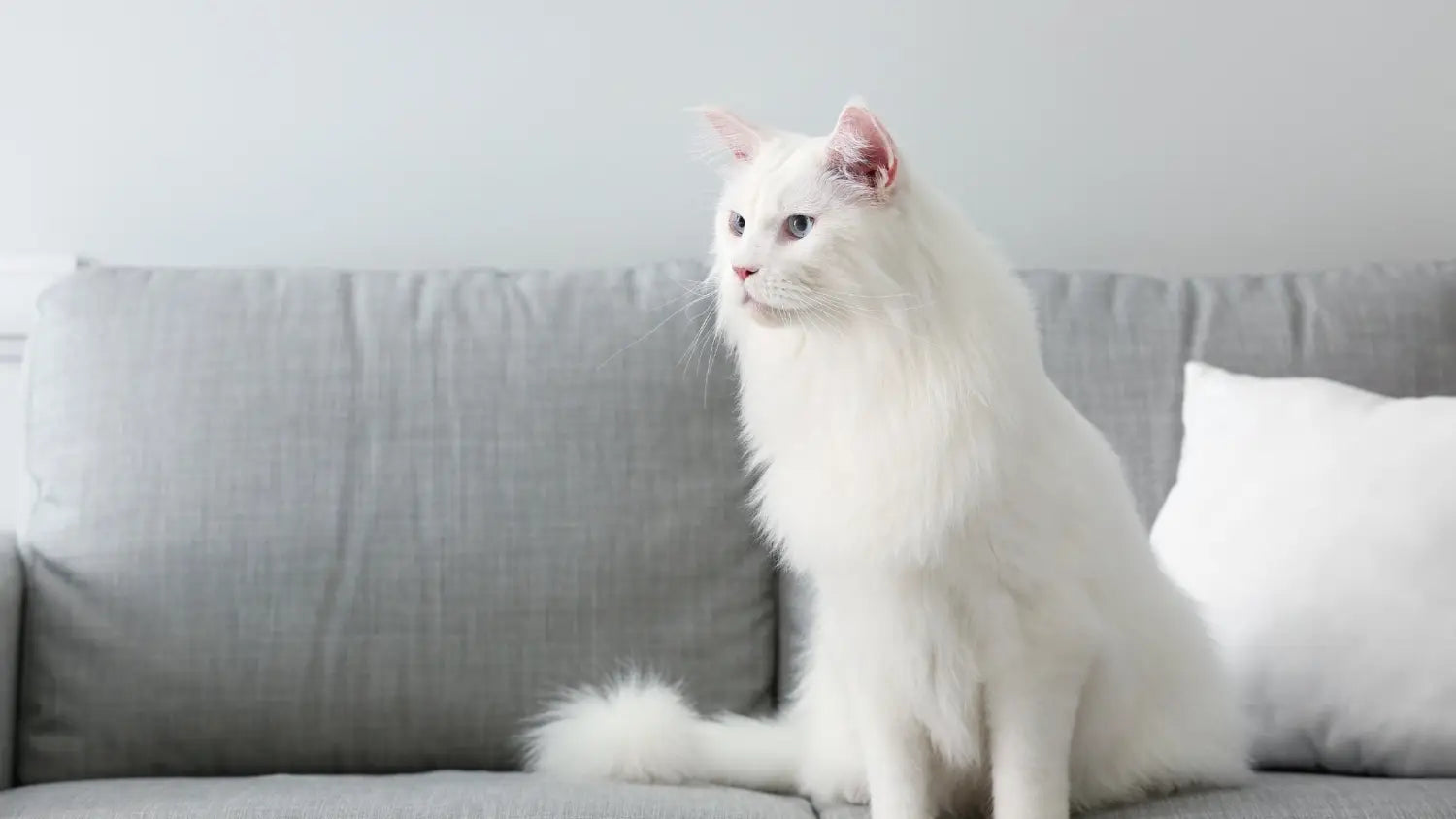 Designing a maine coon-friendly home: essential tips for comfort and care